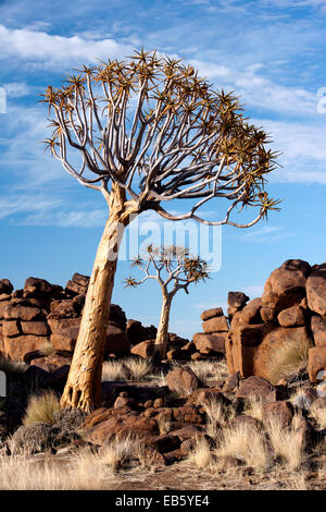 Quiver Tree (Aloe dichotoma) dans l'aire de jeu géant - Keetmanshoop, Namibie, Afrique Banque D'Images