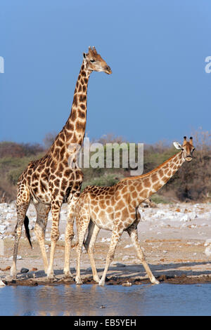 Girafe (Giraffa camelopardalis) - Klein Namutoni Waterhole - Etosha National Park - Namibie, Afrique Banque D'Images