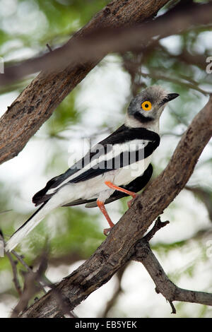 White-crested Helmetshrike (Prionops plumatus) - Mushara Outpost - près du Parc National d'Etosha, Namibie, Afrique Banque D'Images