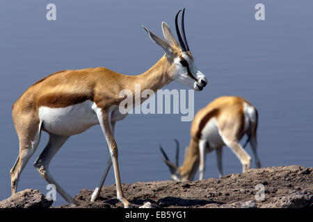 Le Springbok (Antidorcas marsupialis) - Point d'eau Chudob dans Etosha National Park - Namibie, Afrique Banque D'Images