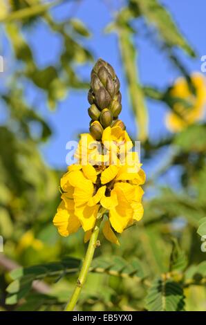 Senna senna didymobotrya africains (cassia didymobotrya syn.) Banque D'Images