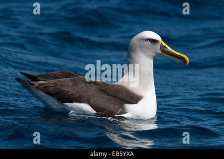 De l'albatros de Buller (Thalassarche bulleri) nager sur l'océan Banque D'Images