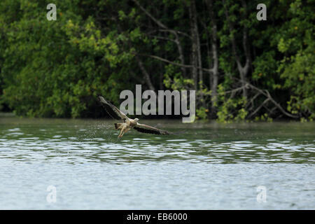 Un jeune blanc-bellied sea eagle (Haliaeetus leucogaster) dans la région de Karst Kelim Geoforest Park sur Langkawi, Malaisie. Banque D'Images