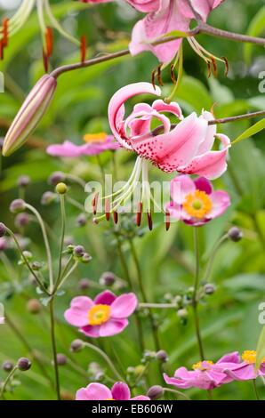 Lys Oriental (Lilium speciosum 'Rubrum') et japonais (anémone Anemone hupehensis var. japonica) Banque D'Images