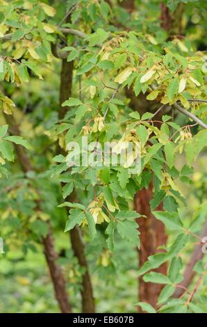 Paperbark maple (Acer griseum) Banque D'Images