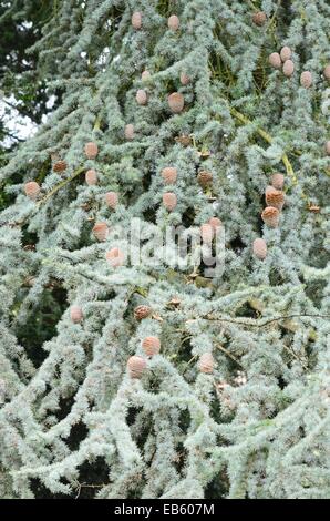 Cèdre de l'atlas (Cedrus atlantica 'glauca') Banque D'Images