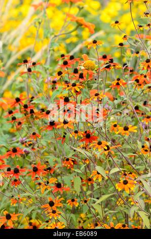 Brown-eyed susan (Rudbeckia triloba 'prairie') Banque D'Images