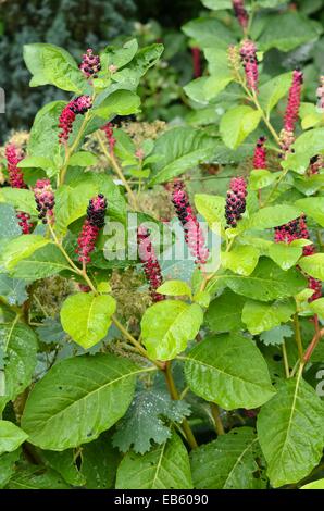 (Phytolacca acinosa du phytolaque (pokeweed) indien) Banque D'Images