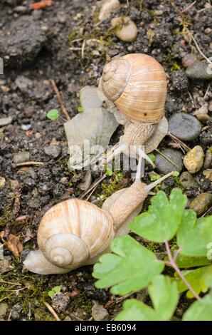 Escargot de Bourgogne (Helix pomatia) Banque D'Images