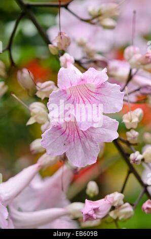 Trompette rose podranea ricasoliana (vigne) Banque D'Images