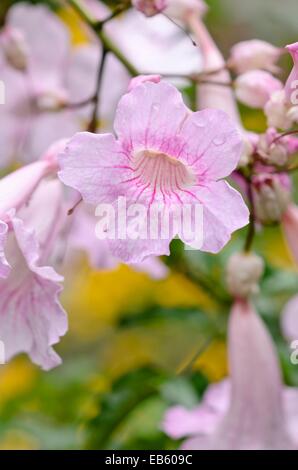 Trompette rose podranea ricasoliana (vigne) Banque D'Images