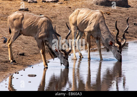 Grand Koudou (Tragelaphus strepsiceros) boire au point d'eau Chudob dans Etosha National Park - Namibie, Afrique Banque D'Images