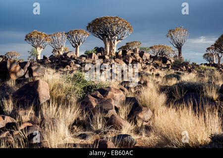 Quiver Tree (Aloe dichotoma) Forêt - Keetmanshoop, Namibie, Afrique Banque D'Images