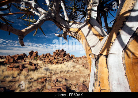 Quiver Tree (Aloe dichotoma) dans l'aire de jeu géant - Keetmanshoop, Namibie, Afrique Banque D'Images