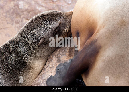 Cape fur seal - Cape Cross Seal Reserve - près de Henties Bay, Namibie, Afrique Banque D'Images