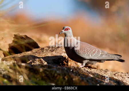 (Columba guinea Speckled Pigeon) à Mowani Mountain Camp - Twyfelfontein, Namibie, Afrique Banque D'Images