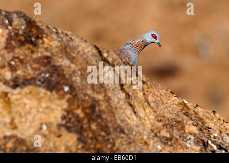 (Columba guinea Speckled Pigeon) à Mowani Mountain Camp - Twyfelfontein, Namibie, Afrique Banque D'Images