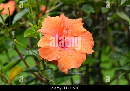 Hibiscus (hibiscus chinois rosa-sinensis 'Ischia') Banque D'Images