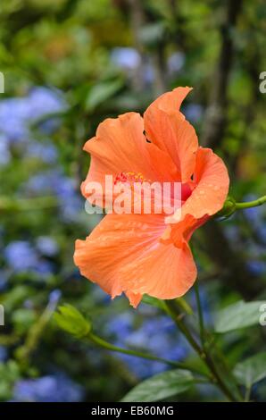 Hibiscus (hibiscus chinois rosa-sinensis 'Ischia') Banque D'Images