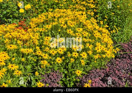 Cône orange flower (Rudbeckia fulgida) et voyante orpin (Sedum spectabile 'purple emperor' syn. hylotelephium spectabile 'purple emperor') Banque D'Images