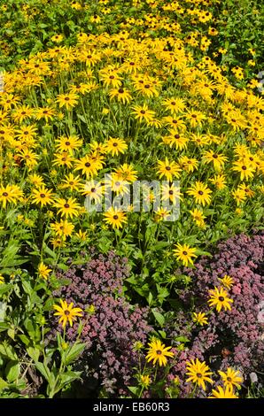 Cône orange flower (Rudbeckia fulgida) et voyante orpin (Sedum spectabile 'purple emperor' syn. hylotelephium spectabile 'purple emperor') Banque D'Images