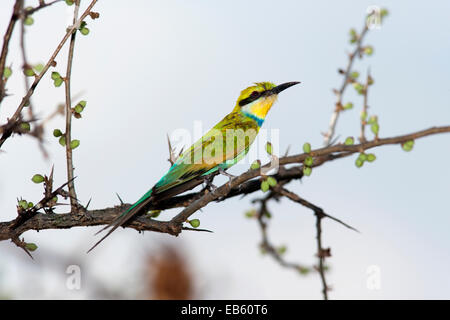 Swallow-tailed Bee-eater (Merops hirundineus) - Mushara Outpost - près du Parc National d'Etosha, Namibie, Afrique Banque D'Images