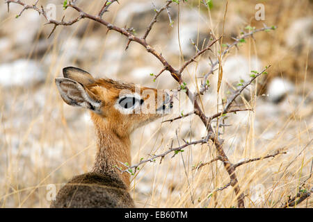 Damara Dik-Dik (Madoqua kirki) - Etosha National Park - Namibie, Afrique Banque D'Images