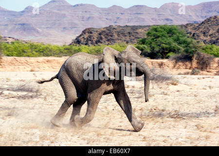 L'éléphant d'Afrique (Désert-adapté) - Huab River, près de Twyfelfontein, Damaraland, Namibie, Afrique Banque D'Images