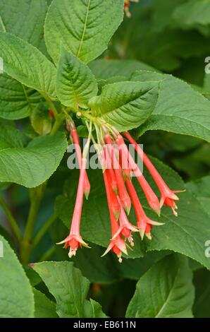 Fuchsia (fuchsia fulgens) Banque D'Images