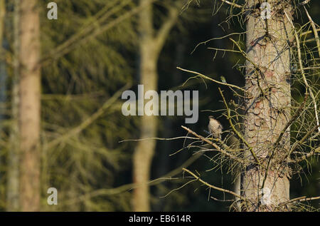 Paruline à se cacher dans les bois (Accipiter nisus), Banque D'Images