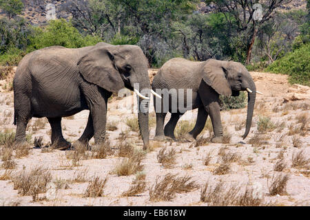 L'éléphant d'Afrique (Désert-adapté) - Huab River, près de Twyfelfontein, Damaraland, Namibie, Afrique Banque D'Images