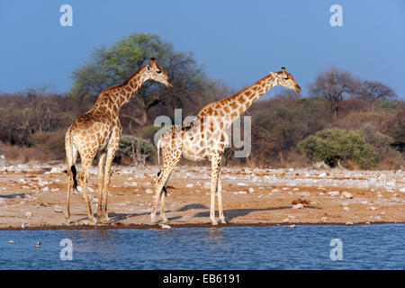 Girafe (Giraffa camelopardalis) - Klein Namutoni Waterhole - Etosha National Park - Namibie, Afrique Banque D'Images