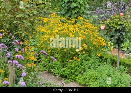 Cône orange flower (Rudbeckia fulgida), purpletop vervain (verbena bonariensis) et rose (Rosa) Banque D'Images