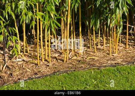 Bambou (phyllostachys aureosulcata 'aureocaulis') avec barrière rhizome Banque D'Images