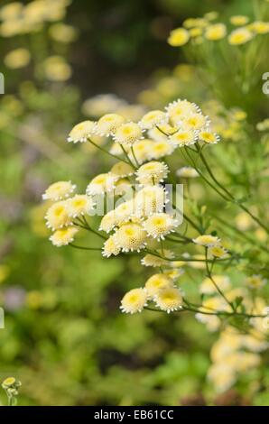 La grande camomille (Tanacetum parthenium '' plena) Banque D'Images