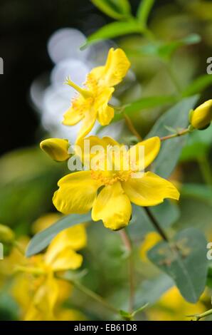 Millepertuis (Hypericum patulum 'Sungold') Banque D'Images