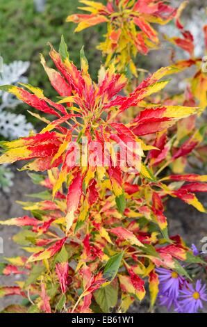 Joseph's coat l'amarante (Amaranthus tricolor 'perfecta') Banque D'Images