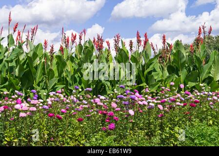 China aster Callistephus chinensis) (Affaires indiennes et tourné (Canna indica) Banque D'Images