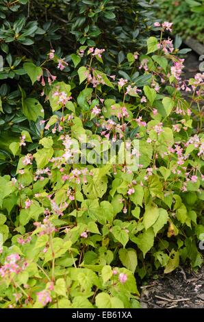 Hardy begonia (Begonia grandis) Banque D'Images