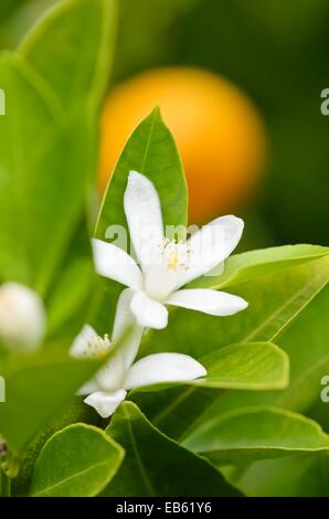 Calamondin (citrofortunella microcarpa syn. Citrus aurantifolia x Fortunella Margarita) Banque D'Images