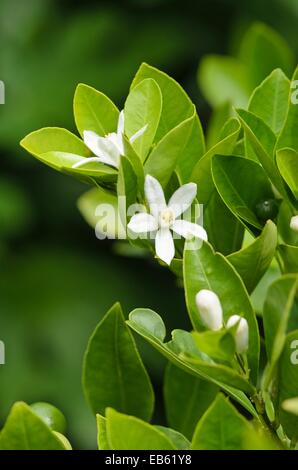 Calamondin (citrofortunella microcarpa syn. Citrus aurantifolia x Fortunella Margarita) Banque D'Images