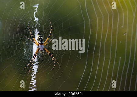 Jardin araignée jaune (Argiope aurantia piscivore) creek wildlife management area, Florida, USA Banque D'Images