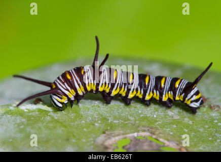 Papillon Danaus gilippus (QUEEN) Caterpillar, Florida, USA. En captivité. Banque D'Images