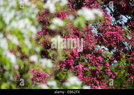 Pear Tree blossom blanc et rose fleur de cerisier Banque D'Images