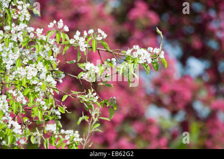 Pear Tree blossom blanc et rose fleur de cerisier Banque D'Images