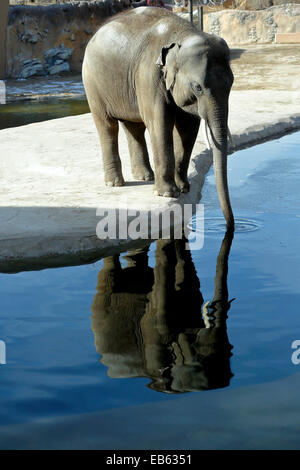 L'éléphant d'Asie en captivité (Elephas maximus), le Zoo de Denver, Denver, Colorado USA Banque D'Images