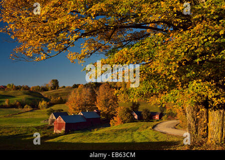 Vieux érables en orange la couleur de l'automne à Jenné ferme dans le Vermont USA Lecture avec des arbres en automne à l'aube avec ciel bleu Banque D'Images