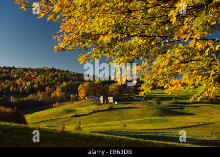L'automne au lever du soleil avec des champs de Jenné Lecture ferme Vermont USA avec des arbres à feuillage automne coloré Banque D'Images