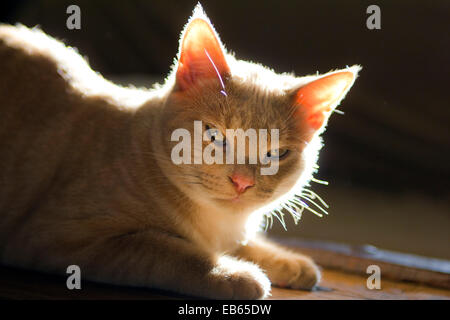Les Tabby Kitten - 7 mois Banque D'Images