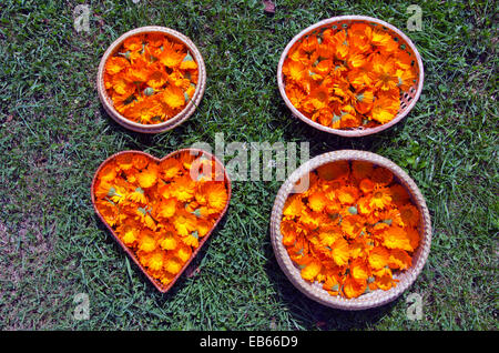 Médecine douce marigold fleurs calendula dans quatre paniers sur l'herbe. concept de vie en bonne santé Banque D'Images